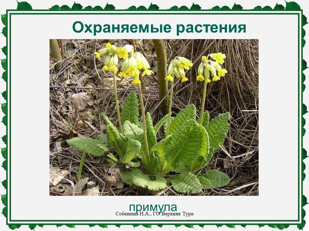 Первоцвет лечебный. Первоцвет весенний примула баранчики. Первоцвет весенний (Primula veris). Примула баранчик. Примула съедобная.