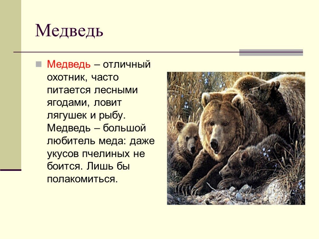 Рассказ про медведя 1 класс. Рассказ о медведе. Описание медведя. Рассказ о медведе 3 класс. Текст про медведя.