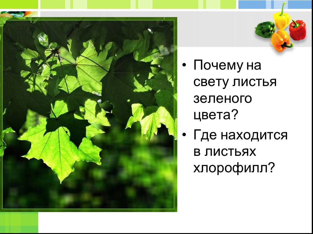 Почему листочки зеленые. Почему листья зеленые. Почему листья растений зеленые. Листья на свету. Почему листья зеленые биология.