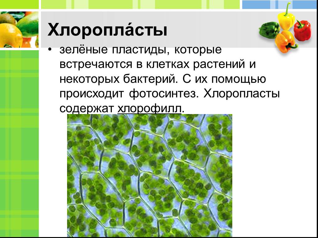 Хлоропласты содержатся в клетках. Хлоропласты содержат хлорофилл. Фотосинтез хлорофилл растений. Хлоропласты зеленые пластиды.