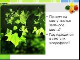 Почему на свету листья зеленого цвета? Где находится в листьях хлорофилл?