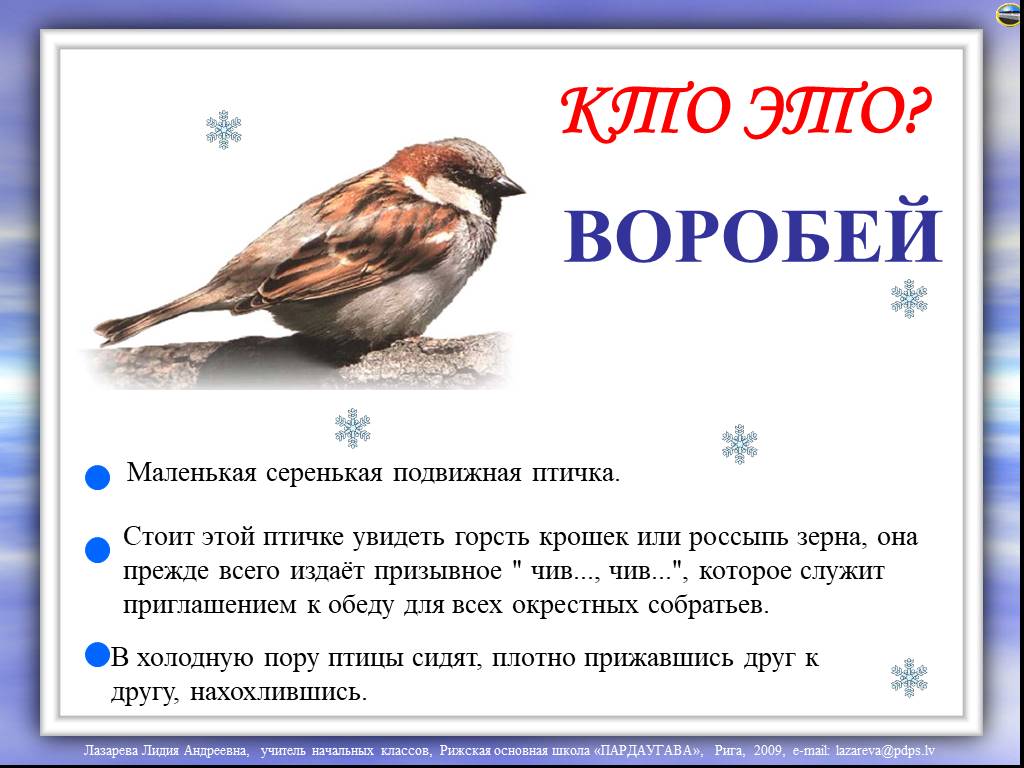 Факты о птицах 1 класс. Рассказ об интересной птице. Факты о воробьях для детей. Интересные птицы для детей. Интересные истории про птиц.