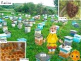 Пасіка вулик Соти з медом бджоли Рій бджіл