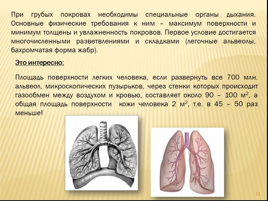 Площадь дыхательной поверхности легких человека. Площадь поверхности легких человека. Дыхательная поверхность легких. Какова площадь дыхательной поверхности легких человека. Дыхательная поверхность легких человека.