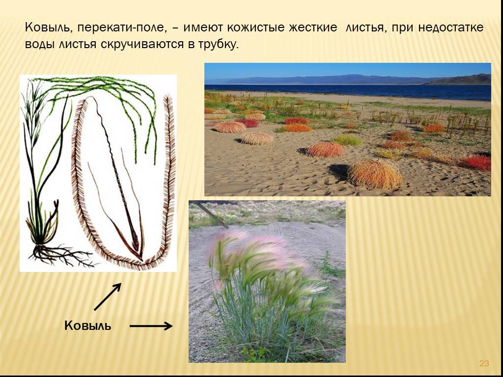 Поле имеет. Ковыль перекати поле. Ковыль в пустыне. Лист ковыля. Строение листа ковыля.