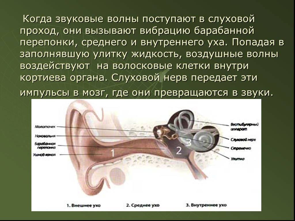 Реж щий слух звук. Ухо и звуковые волны. Древний слуховой аппарат. Слуховой аппарат человека в физике. Барабанная перепонка вибрирует.