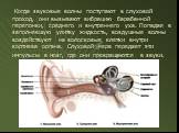 Когда звуковые волны поступают в слуховой проход, они вызывают вибрацию барабанной перепонки, среднего и внутреннего уха. Попадая в заполнявшую улитку жидкость, воздушные волны воздействуют на волосковые клетки внутри кортиева органа. Слуховой нерв передает эти импульсы в мозг, где они превращаются 