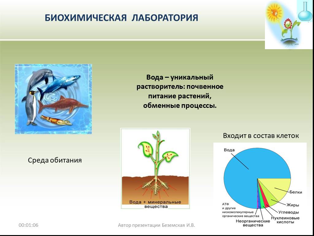 Роль воды в жизни животных и растений. Роль воды в жизни растений. Роль воды в почвенном питании растений. Биохимические процессы в растениях. Биохимическая вода.