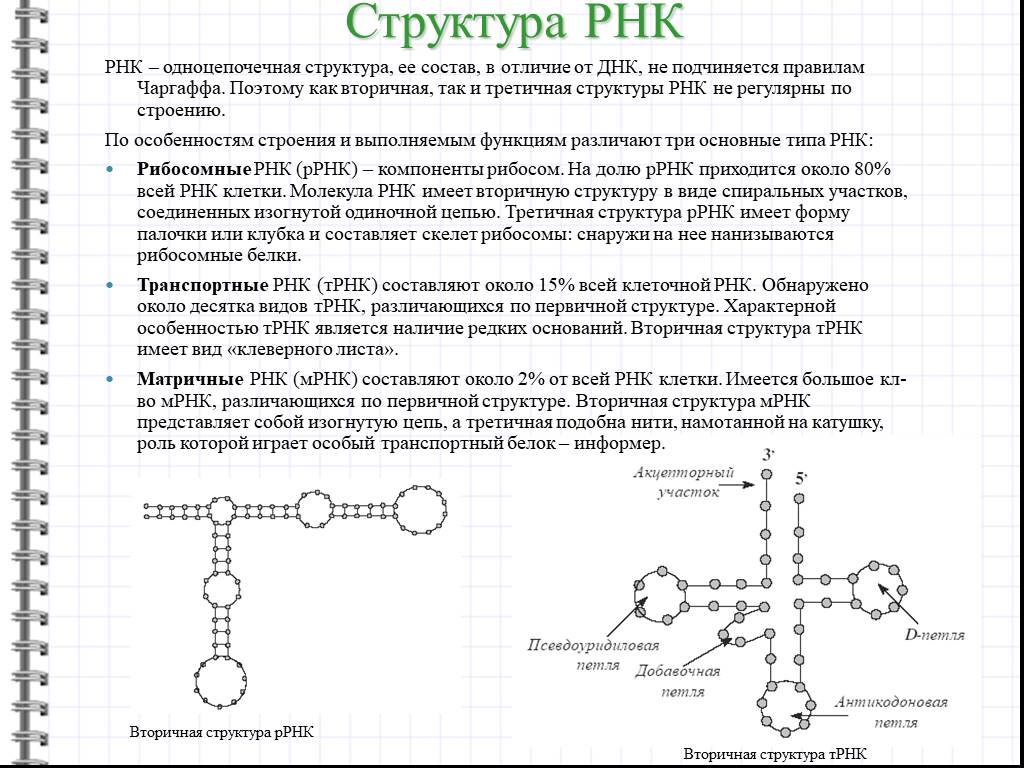 Структура нуклеиновых кислот презентация по химии