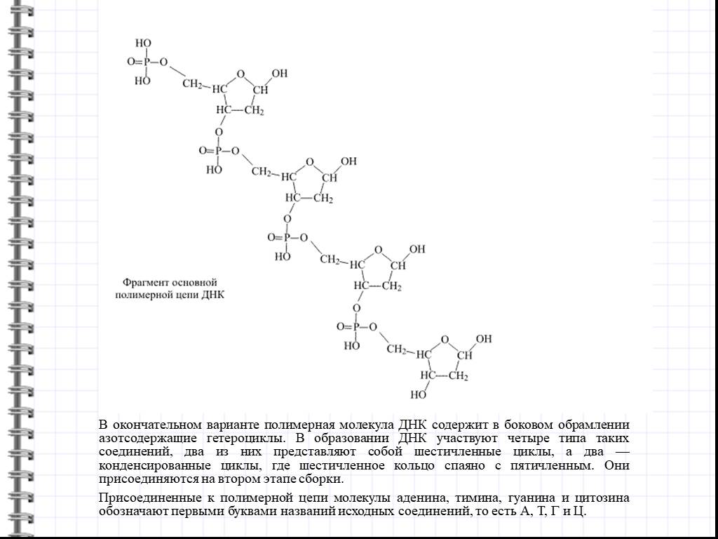 Фрагмент цепи днк. Фрагмент полимерной Цепочки ДНК. Полимерная молекула ДНК. Фрагмент полимерной молекулы ДНК.