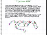 Полимерная цепь РНК приблизительно в десять раз короче, чем у ДНК. Дополнительное отличие в том, что молекулы РНК не объединяются в двойные спирали, состоящие из двух молекул, а обычно существуют в виде одиночной молекулы, которая на некоторых участках может образовывать сама с собой двухцепные спир