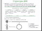 Первичная – линейная. Первичную структуру ДНК составляет последовательность чередования нуклеотидов в полинуклеотидной цепи. ДНК, выделенные из разных источников, существенно отличаются по количественному нуклеотидному составу, но во всех случаях он подчиняется универсальным закономерностям – правил