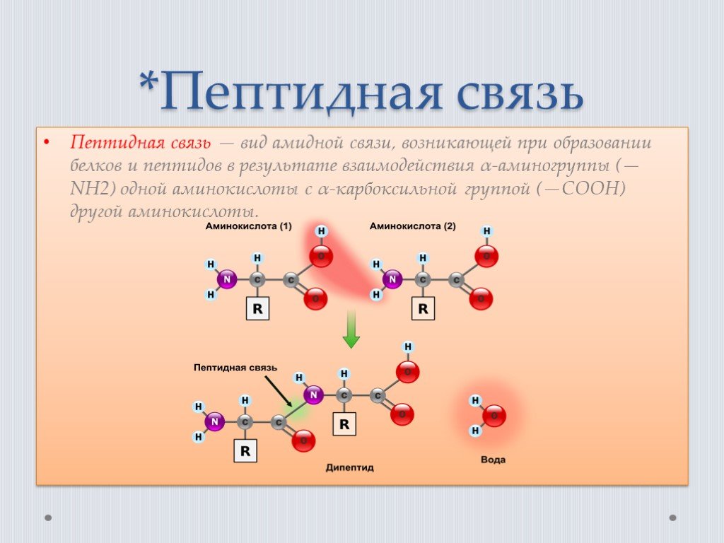 Образование пептидной связи происходит в. Механизм образования пептидной связи химическая реакция. Схема образования пептидной связи в молекуле белка. Пептидная связь химическая структура. Аминокислоты.