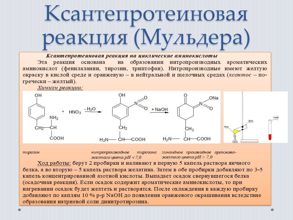 Реакция на белок что значит. Качественная реакция на тирозин. Триптофан с азотной кислотой. Ксантопротеиновая реакция на аминокислоты. Качественные реакции на аминокислоты ксантопротеиновая.