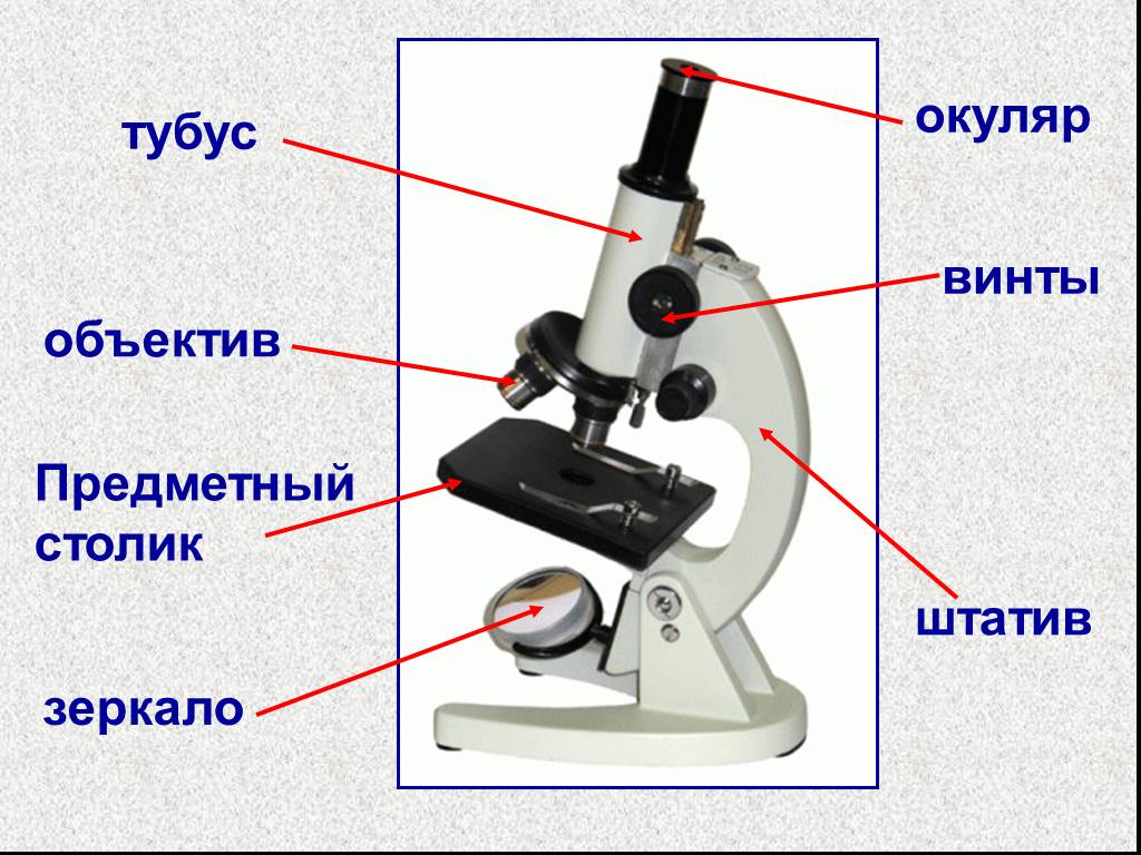 Какую функцию выполняет зеркальце в микроскопе. Микроскоп тубус, окуляр, винты. Строение окуляра микроскопа. Штатив микроскопа с поворотным механизм. Окуляр и штатив на микроскопе.
