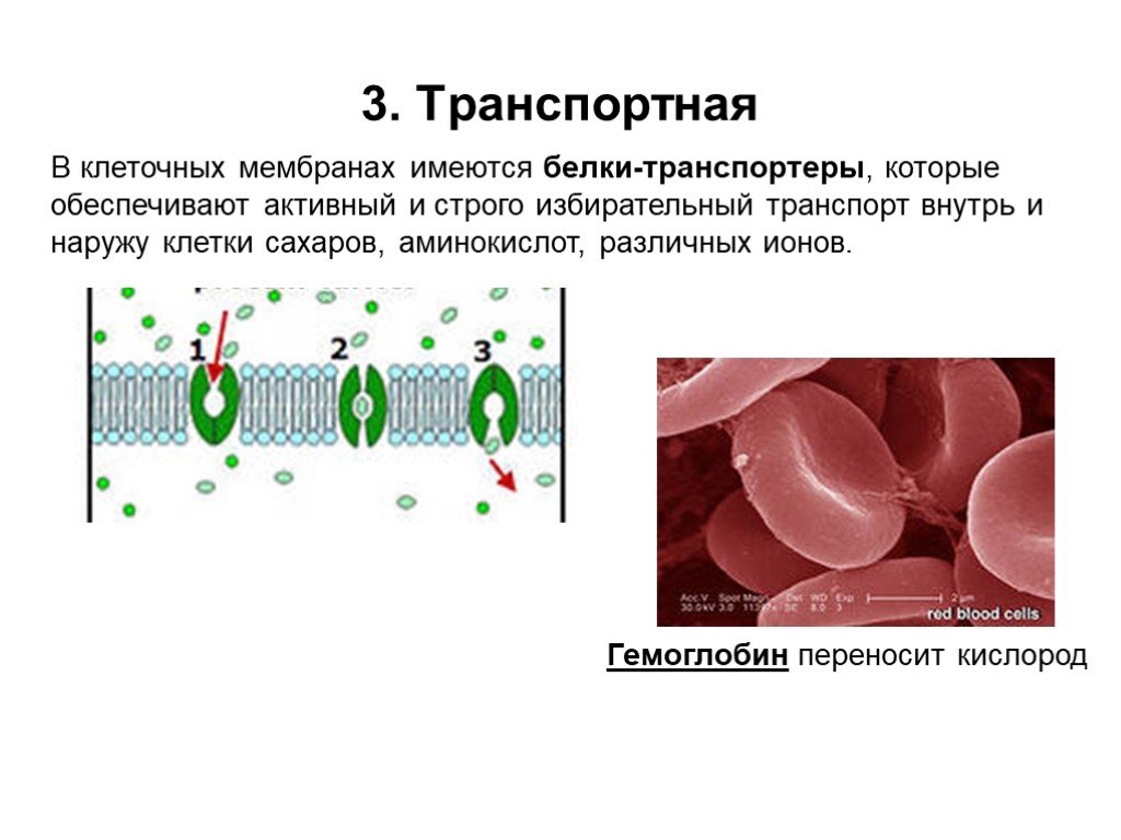 Белковый транспорт. Транспортный белок мембраны. Мембранные транспортные белки. Белки мембраны клетки. Транспортные белки клетки.