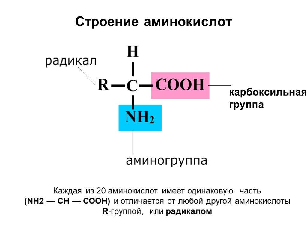 Состав природных белков. Общая структура Альфа аминокислот. Химическая формула молекулы аминокислоты. Общая формула и состав аминокислот. Строение Альфа аминокислот.