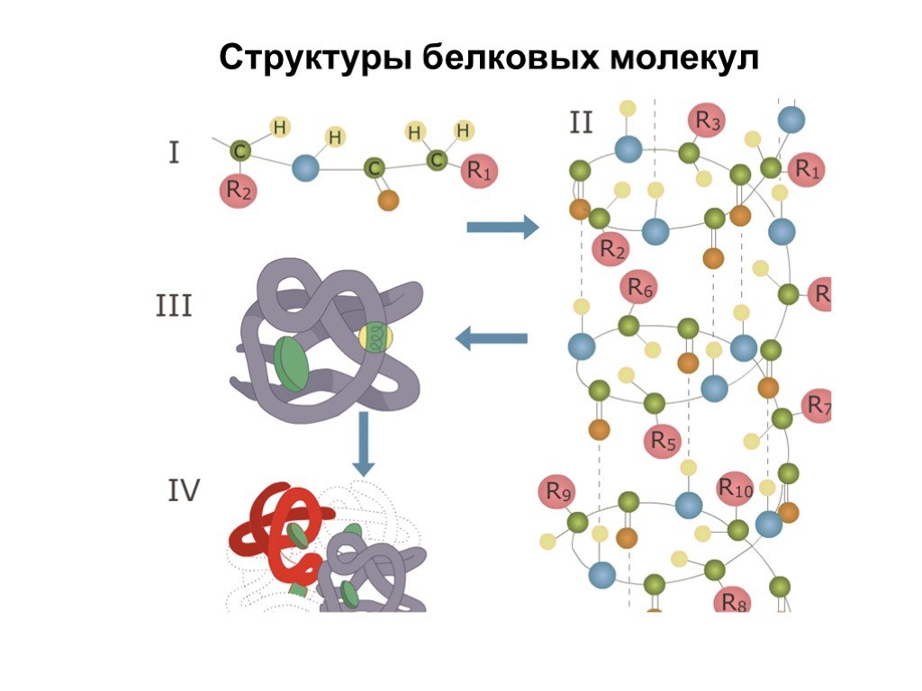 Молекулярный состав белка