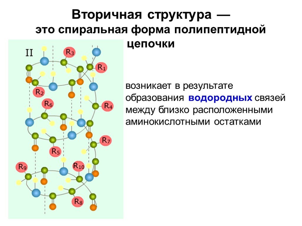 Вторичный белок примеры. Водородные связи во вторичной структуре белка. Образование водородных связей во вторичной структуре белка. Строение вторичной структуры белка. Вторичная структура белка эта структура.