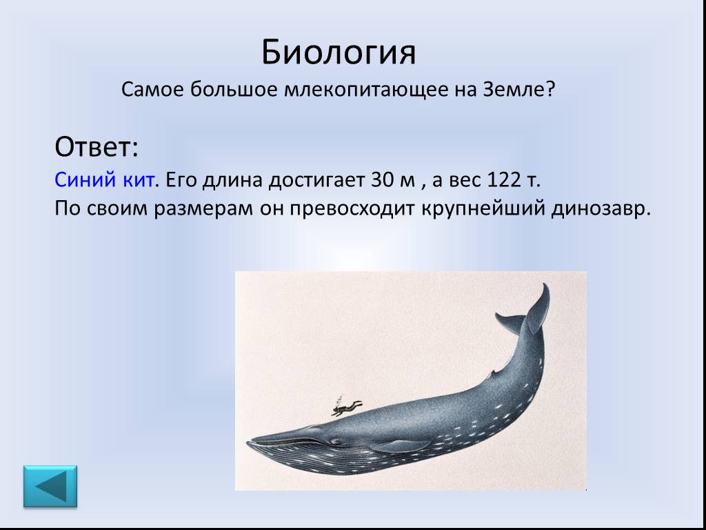 Ответ голубой. Какое самое большое млекопитающее на земле. Млекопитающие Размеры самый большой. Самое крупное млекопитающее на земле сравнение. Самое крупное животное на земле- синий кит. Его вес достигает 1500 кн.