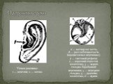Наружное ухо. Ушная раковина: 1 — козелок; 2 — мочка. а — натянутая часть; б — расслабленная часть (шрапнеллевая перепонка); 7 — световой рефлекс; 2 — короткий отросток молоточка; 3 — задняя складка барабанной перепонки; 4 — передняя складка; 5 — рукоятка молоточка; 6 — пупок