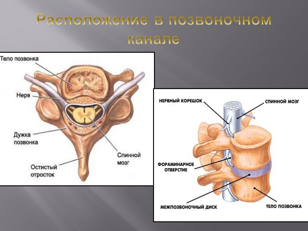 Тело спинного мозга. Дужка позвонка. Спинной мозг тело позвонка. Позвоночный канал диаметр. Размер позвоночного канала.