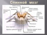 Анатомия ЦНС   Спинной мозг Слайд: 11