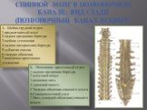 Спинной мозг в позвоночном канале; вид сзади (позвоночный канал вскрыт). А - Шейно-грудной отдел: 1-продолговатый мозг 2-задняя срединная борозда 3-шейное утолщение 4-задняя латеральная борозда 5-зубчатая связка 6-твердая оболочка 7-пояснично-крестцовое утолщение. Б – Пояснично–крестцовый отдел 1-за