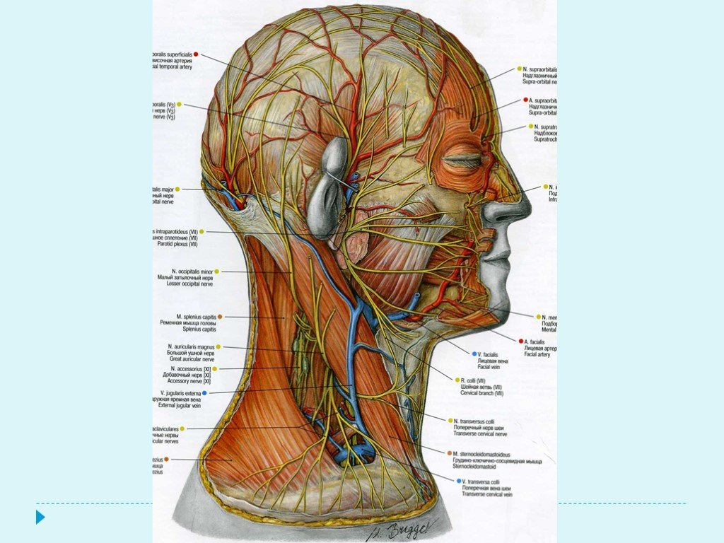 Внутреннее строение шеи. Мышцы головы и шеи анатомический атлас. Анатомия шеи Синельников. Синельников анатомия головы и шеи. Нервы мышцы головы и шеи анатомия.