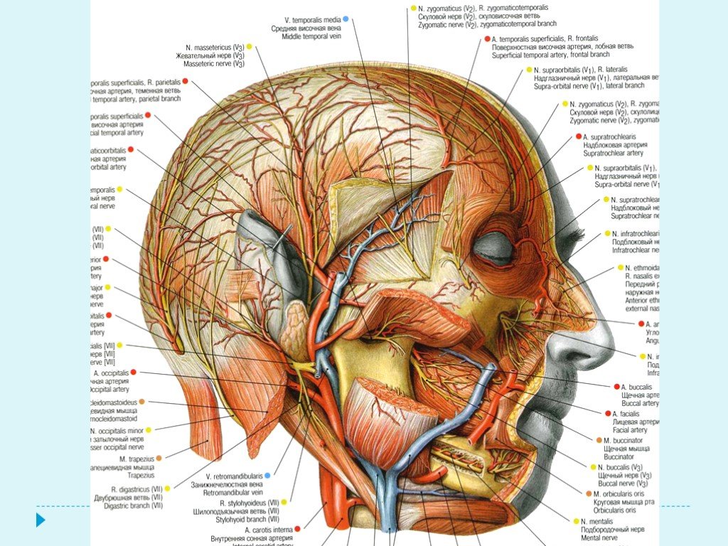 Ткани лба. Анатомия лица человека сосуды и нервы мышцы. Артерии лица топографическая анатомия. Анатомия мышцы лица и шеи человека. Иннервация мышц головы анатомия.