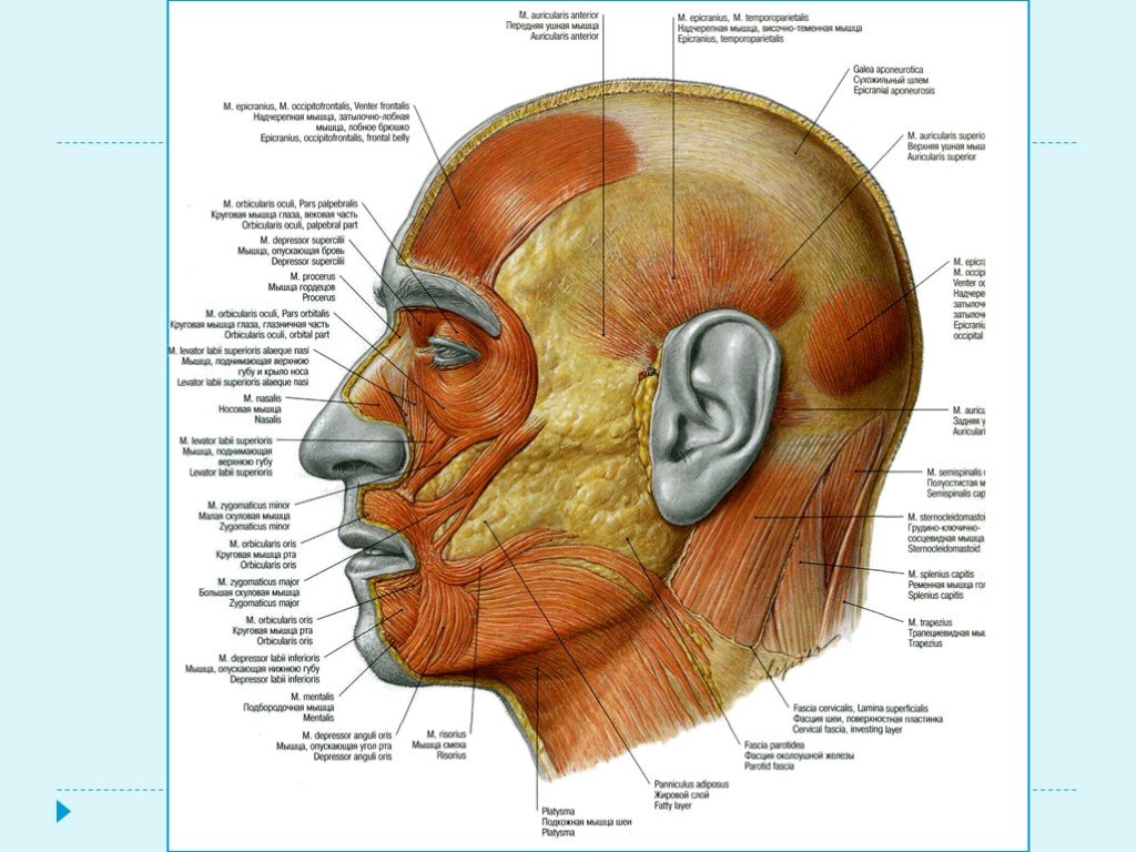Как называется затылок. Части головы человека названия. Строение головы. Мышцы головы. Название частей головы.