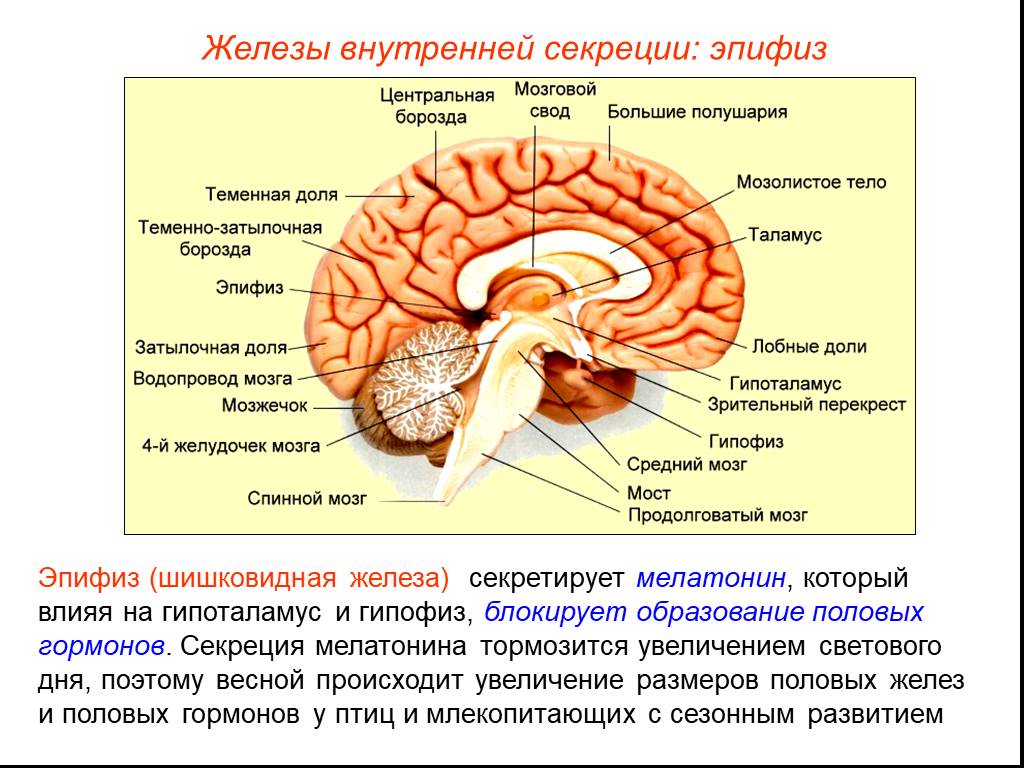 Гипофиз в каком мозге. Таламус гипоталамус эпифиз. Функции отделов головного мозга эпифиз. Функции гипофиза и эпифиза таблица. Строение головного мозга эпифиз.