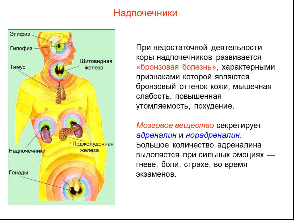 Внутренняя секреция гипофиза. Железы внутренней секреции гипофиз эпифиз. Железы внутренней секреции гипофиз надпочечники. Железы внутренней секреции щитовидная железа и гипофиз. Функции эндокринная система железы внутренней секреции.