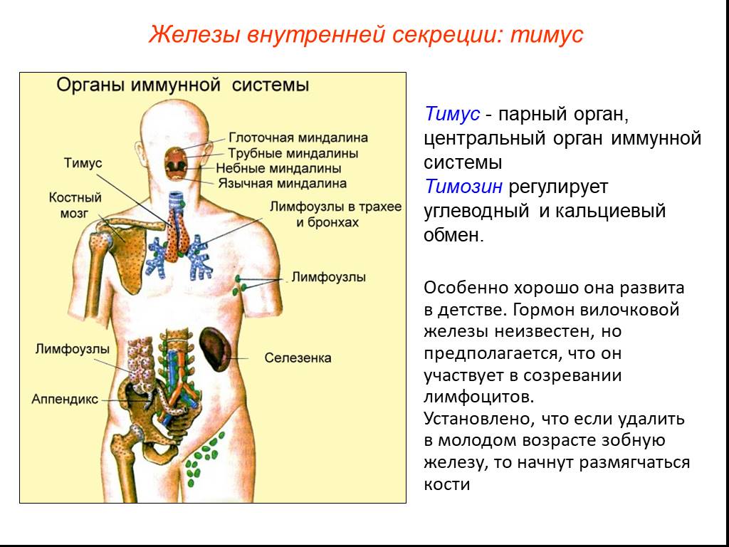 Презентация железа внутренней секреции