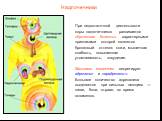 Эндокринные железы (железы внутренней секреции) Слайд: 11