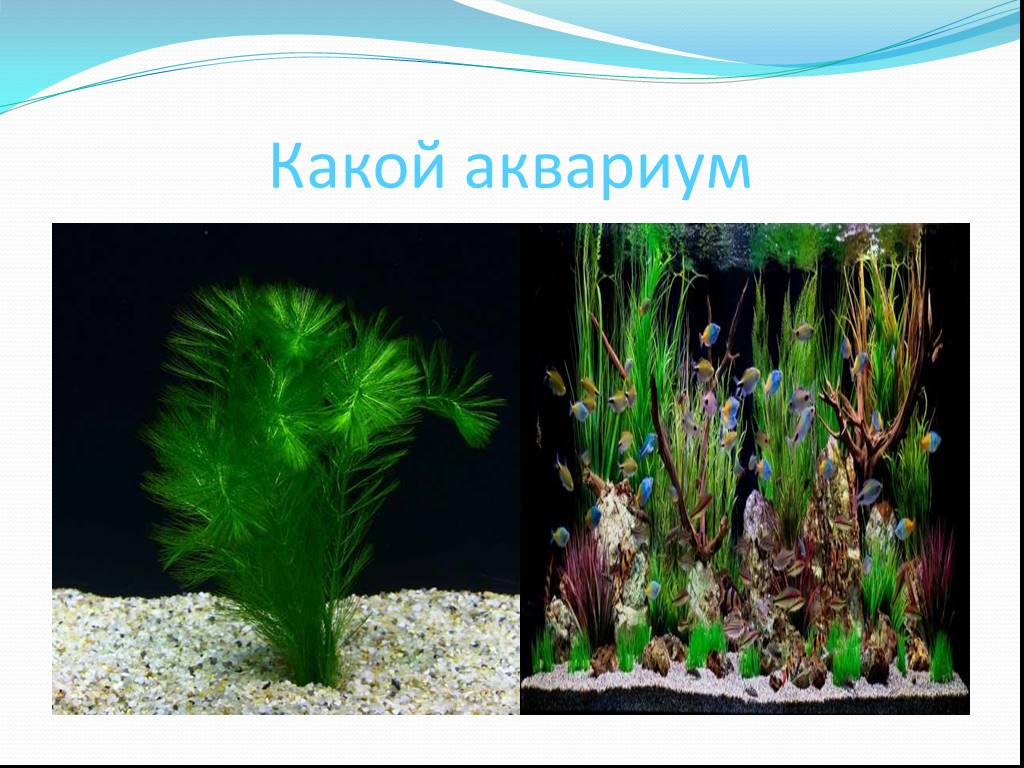 Какие организмы живут в аквариуме биология. Растения для аквариума презентация. Аквариум биология класс. Аквариум для презентации. Шаблон презентации аквариум.