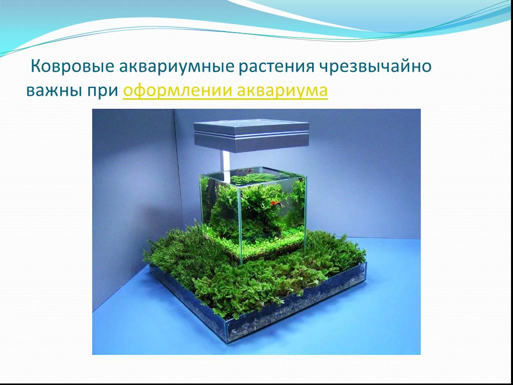 Какие организмы живут в аквариуме биология. Аквариум для презентации. Расположение аквариумных растений. Аквариум биология. Расположение растений в аквариуме.