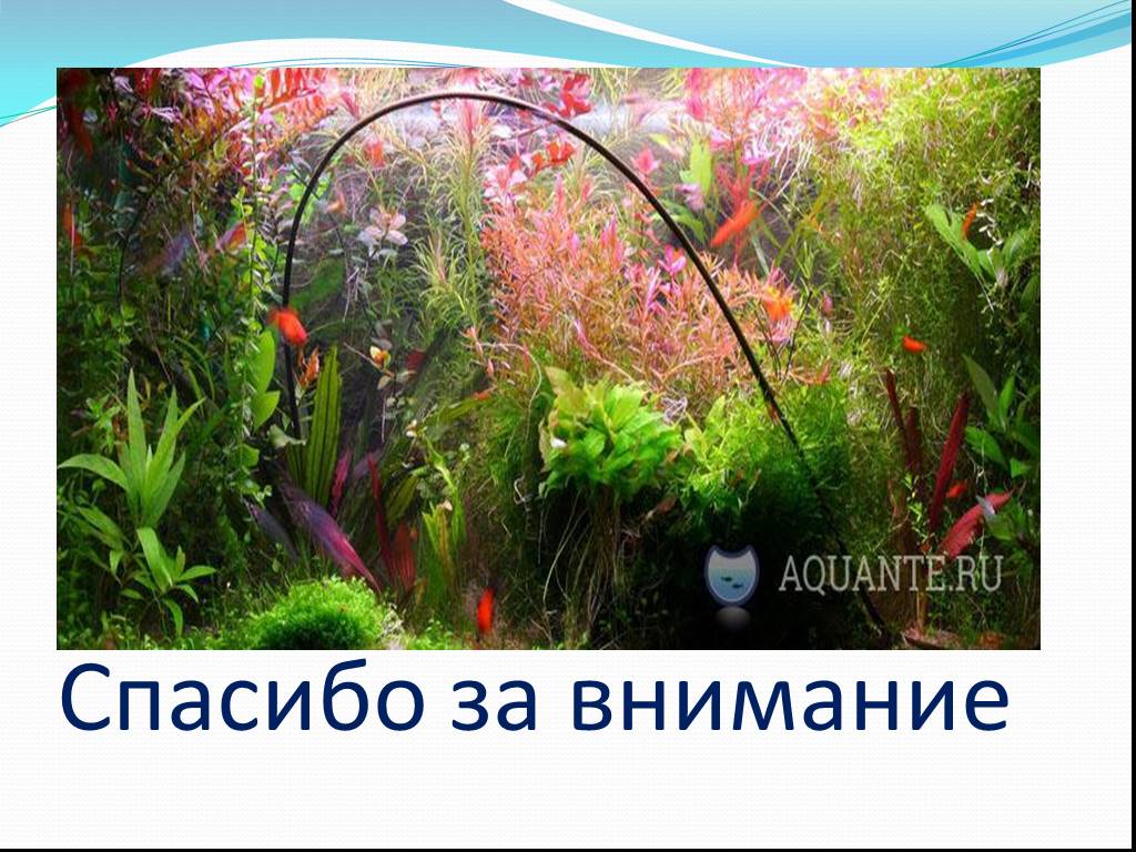 Какие организмы живут в аквариуме биология 5. Экосистема аквариума. Аквариум для презентации. Спасибо за внимание биология аквариум. Аквариумные рыбки спасибо за внимание.
