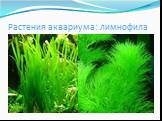 Растения аквариума: лимнофила