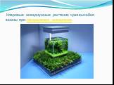 Ковровые аквариумные растения чрезвычайно важны при оформлении аквариума