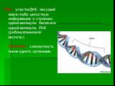 Ген - участок ДНК, несущий какую-либо целостную информацию о строении одной молекулы белка или одной молекулы РНК (рибонуклеиновой кислоты). Генотип - совокупность генов одного организма.