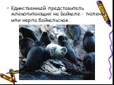 Единственный представитель млекопитающих на Байкале - тюлень или нерпа байкальская.