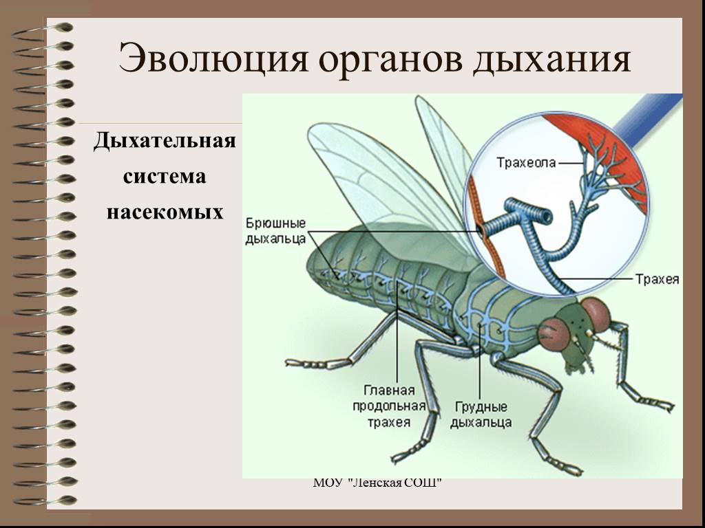 Дыхательная система насекомых рисунок