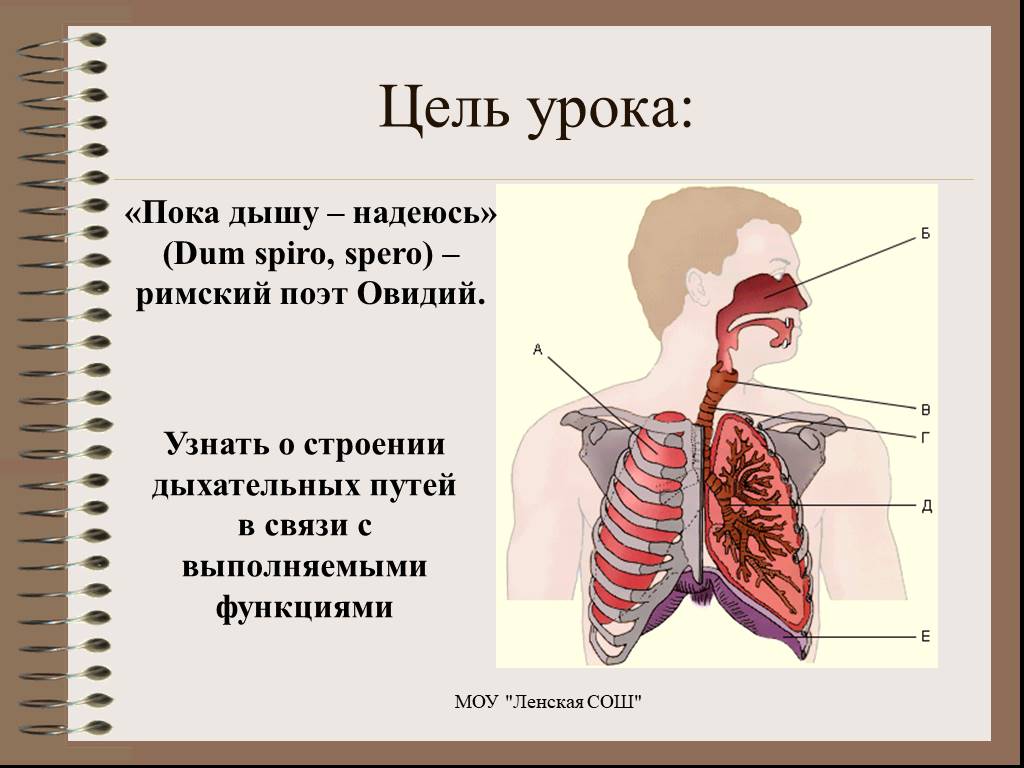 Легкие 8 класс кратко. Строение органов дыхания. Факты о дыхательной системе. Строение и функции органов дыхания. Интересные факты о дыхательной системе человека.