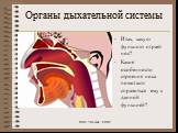 Органы дыхательной системы. Итак, какую функцию играет нос? Какие особенности строения носа помогают справиться ему с данной функцией?