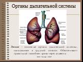 Легкие - основные органы дыхательной системы, находящиеся в грудной полости. Обеспечивают правильный газообмен крови через альвеолы