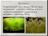 В европейской части России оба эти вида встречаются в прудах и старицах рек и в период интенсивного размножения вызывают «цветение» воды.