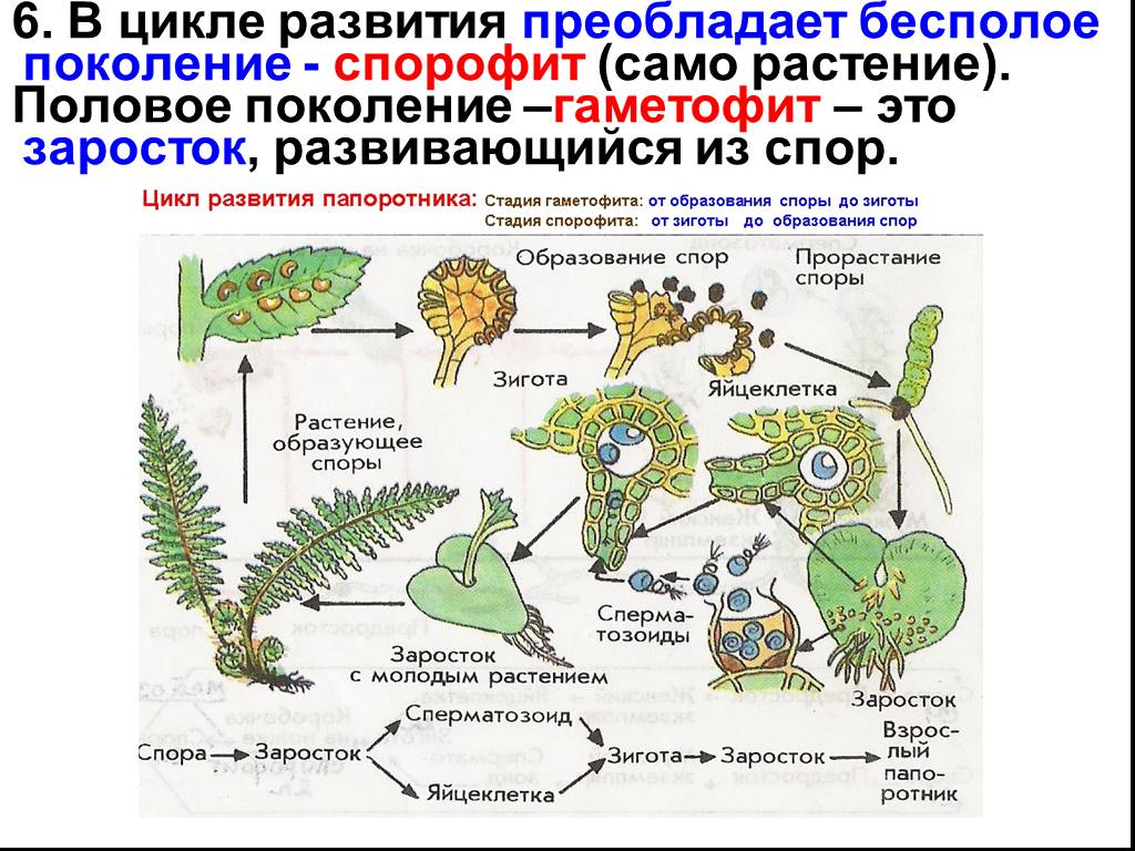 Сравните функции гаметофита. Цикл развития папоротника бесполое поколение. Циклы развития высших растений спорофит и гаметофит. Бесполое поколение растений (спорофит) — это:. Цикл развития папоротника спорофит и гаметофит.