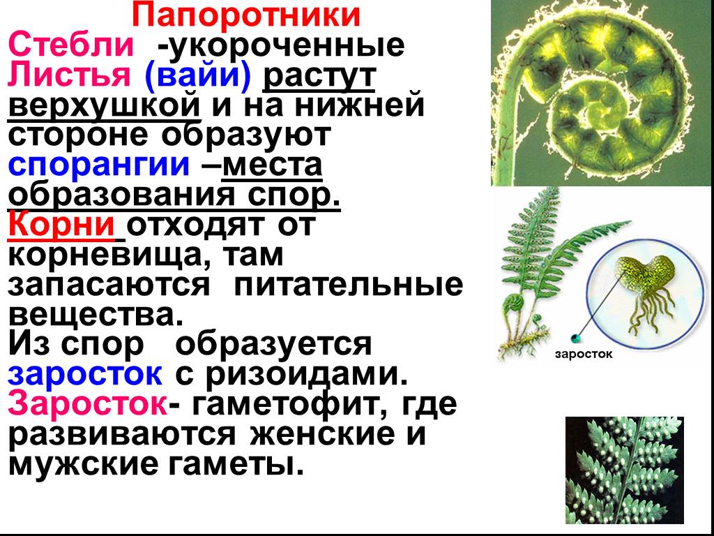 Спор корень. Особенности строения папоротников. Характеристика стебля папоротника. Особенности строения папоротниковидных. Особенности строения папоротникообразных.