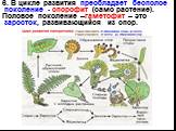 6. В цикле развития преобладает бесполое поколение - спорофит (само растение). Половое поколение –гаметофит – это заросток, развивающийся из спор.